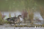 Green-winged Teal (Anas crecca)