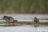 Green-winged Teal (Anas crecca)