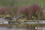 Green-winged Teal (Anas crecca)