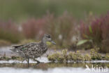 Green-winged Teal (Anas crecca)