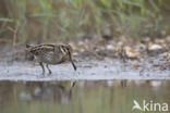 Jack Snipe (Lymnocryptes minimus)