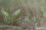 Jack Snipe (Lymnocryptes minimus)