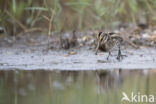 Jack Snipe (Lymnocryptes minimus)