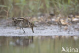 Jack Snipe (Lymnocryptes minimus)