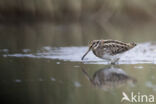 Jack Snipe (Lymnocryptes minimus)