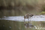 Jack Snipe (Lymnocryptes minimus)