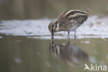 Jack Snipe (Lymnocryptes minimus)