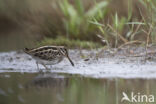 Jack Snipe (Lymnocryptes minimus)