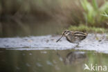 Jack Snipe (Lymnocryptes minimus)