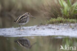 Jack Snipe (Lymnocryptes minimus)