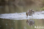 Jack Snipe (Lymnocryptes minimus)