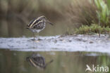 Jack Snipe (Lymnocryptes minimus)