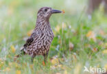 Eurasian Nutcracker (Nucifraga caryocatactes)