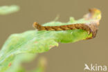 Eikenoogspanner (Cyclophora porata)