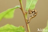 Bruine oogspanner (Cyclophora quercimontaria)