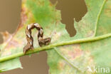 Bruine oogspanner (Cyclophora quercimontaria)