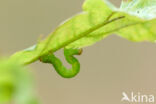 Eikenoogspanner (Cyclophora porata)