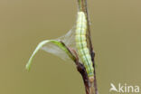 Guldenroedelichtmot (Algedonia terrealis)