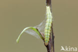 Guldenroedelichtmot (Algedonia terrealis)