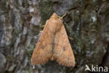 Bruine herfstuil (Agrochola circellaris)