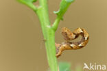 Bruine oogspanner (Cyclophora quercimontaria)