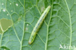 Evergestis forficalis