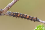 the Lappet (Gastropacha quercifolia)