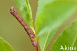 Gewone Spikkelspanner (Ectropis crepuscularia)