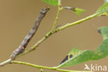 The Engrailed