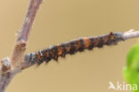 the Lappet (Gastropacha quercifolia)