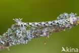 Scalloped Hazel (Odontopera bidentata)