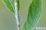 Pale-shouldered Brocade (Lacanobia thalassina)