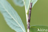 Getande spanner (Odontopera bidentata)