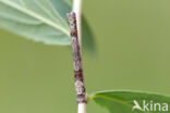 Getande spanner (Odontopera bidentata)