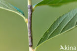 Getande spanner (Odontopera bidentata)