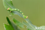 Gestippelde oogspanner (Cyclophora punctaria)