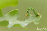 Gestippelde oogspanner (Cyclophora punctaria)