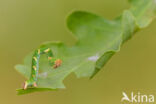 Gestippelde oogspanner (Cyclophora punctaria)