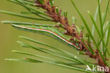 Pine Beauty (Panolis flammea)