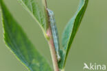 Pale-shouldered Brocade (Lacanobia thalassina)