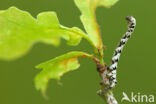 Scalloped Hazel (Odontopera bidentata)