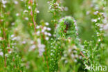 Kleine nachtpauwoog (Saturnia pavonia)