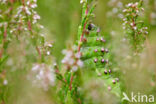 Kleine nachtpauwoog (Saturnia pavonia)