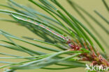 Pine Beauty (Panolis flammea)