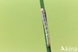 Marbled White Spot (Protodeltote pygarga)