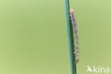 Marbled White Spot (Protodeltote pygarga)