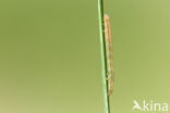 Marbled White Spot (Protodeltote pygarga)