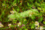 Kleine nachtpauwoog (Saturnia pavonia)