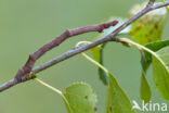 Geelschouderspanner (Ennomos alniaria)