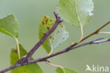 Geelschouderspanner (Ennomos alniaria)